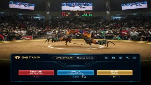 Hướng Dẫn Chơi Đá Gà Thomo Trực Tiếp Toàn Tập Cho Kê Thủ